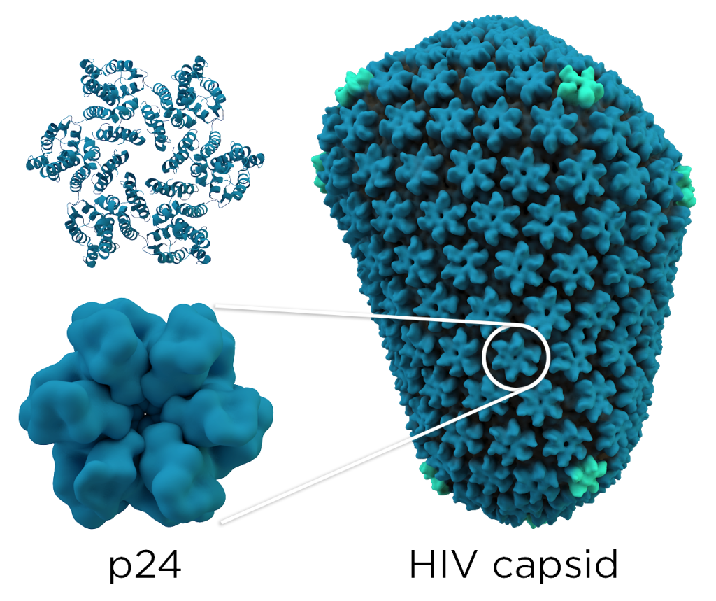 hiv p24